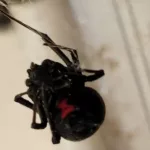 Black widow spider being treated by Weatherford Pest Control Service