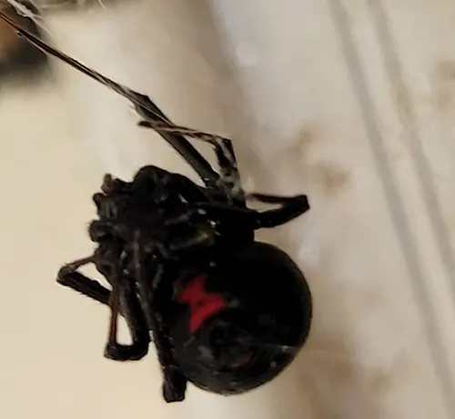 Black widow spider being treated by Weatherford Pest Control Service