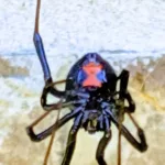 black widow spider during an Azle Pest Control Job