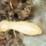 Termite1