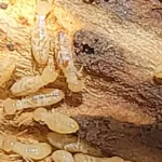 Termite2