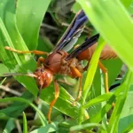 Texas Red Wasp on a Springtown pest control job