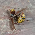 yellow jacket wasp control in Azle Texas