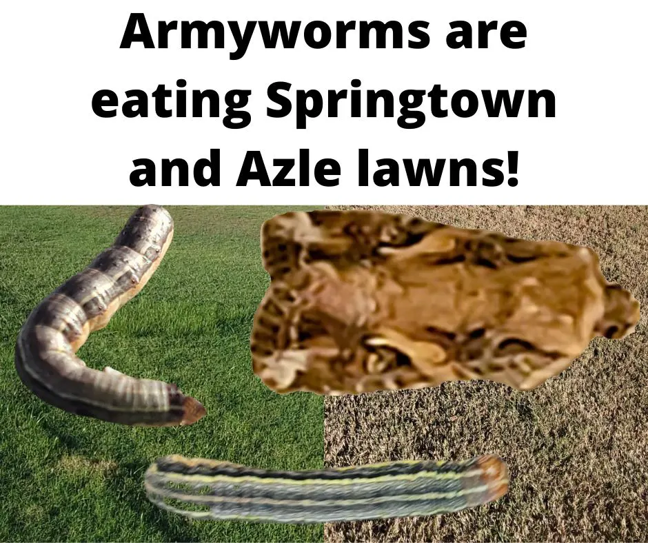 armyworms eating