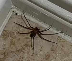 brown recluse 1