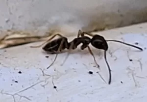 Carpenter Ant pest control in Springtown, Texas