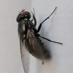 fly1