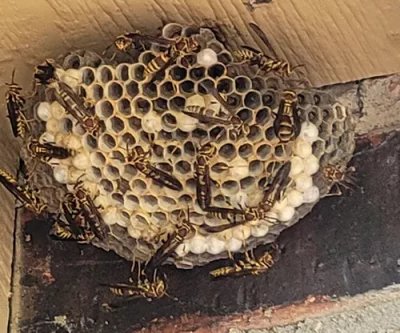 Wasp nest removal in Springtown