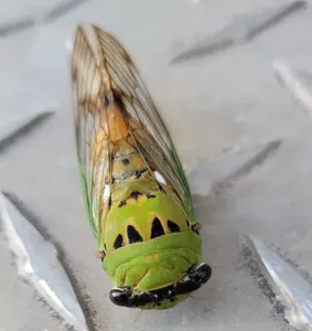 Cicada1