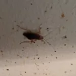 GermanRoach4