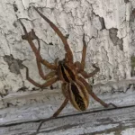 RabidWolfSpider