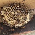 Wasp nest removal in Springtown