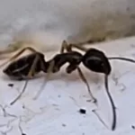 ant4