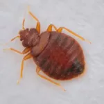 Azle Bed Bug Control