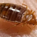 bedbug2