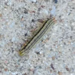 Armyworm11