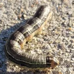 Armyworm2