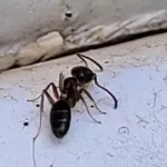 carpenter ant 3