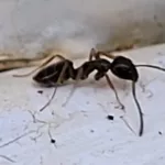 Carpenter Ant pest control in Springtown, Texas