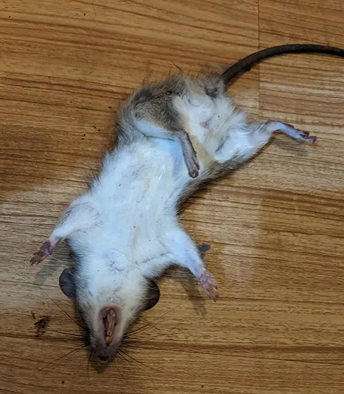 rat1